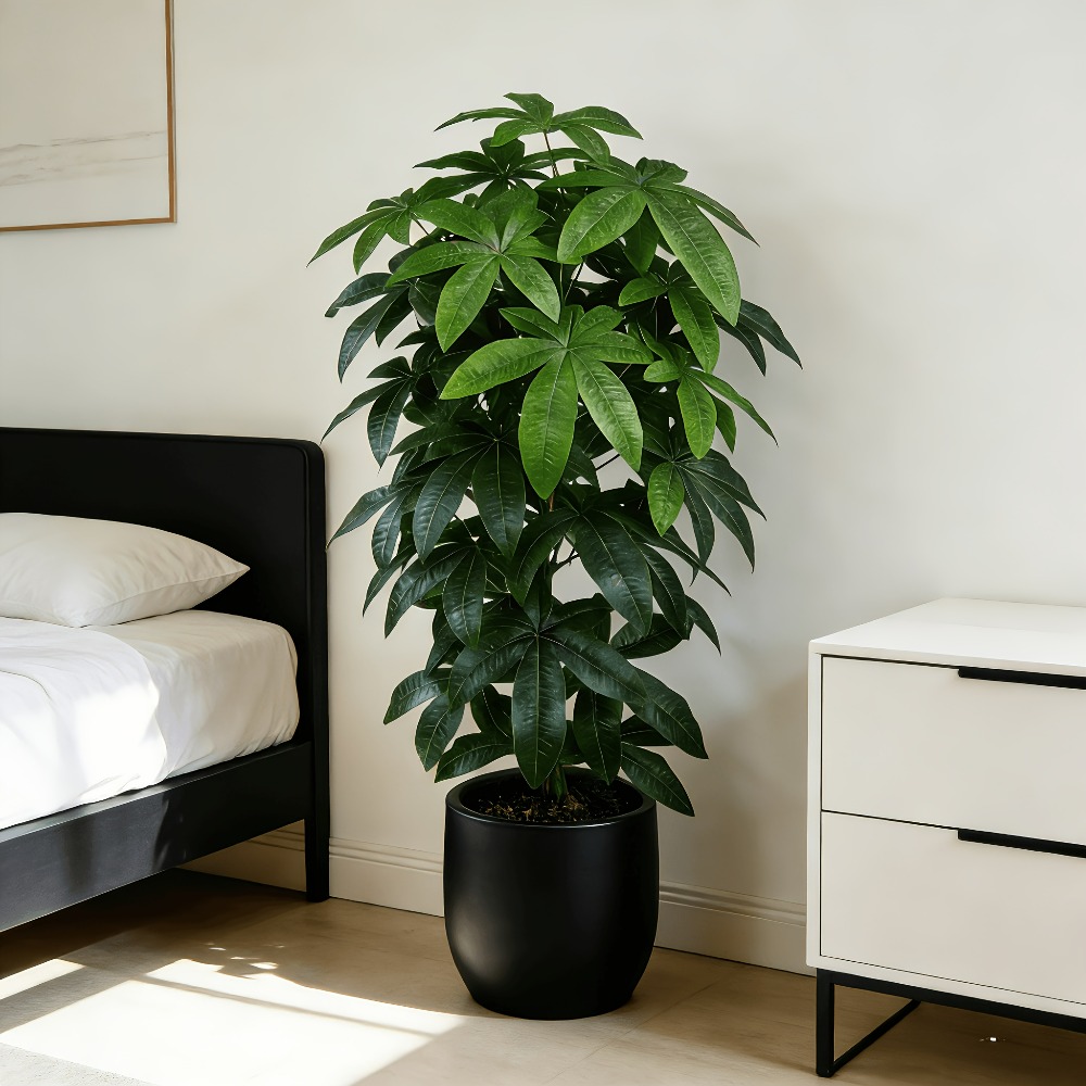Ficus Lyrata Tree - Albero della Fortuna Artificiale Pachira Aquatica