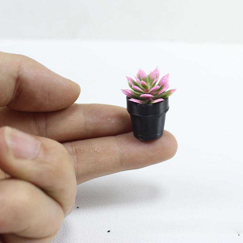8 pezzi di piccole piante in v - Echeveria Succulent recensione e prezzo