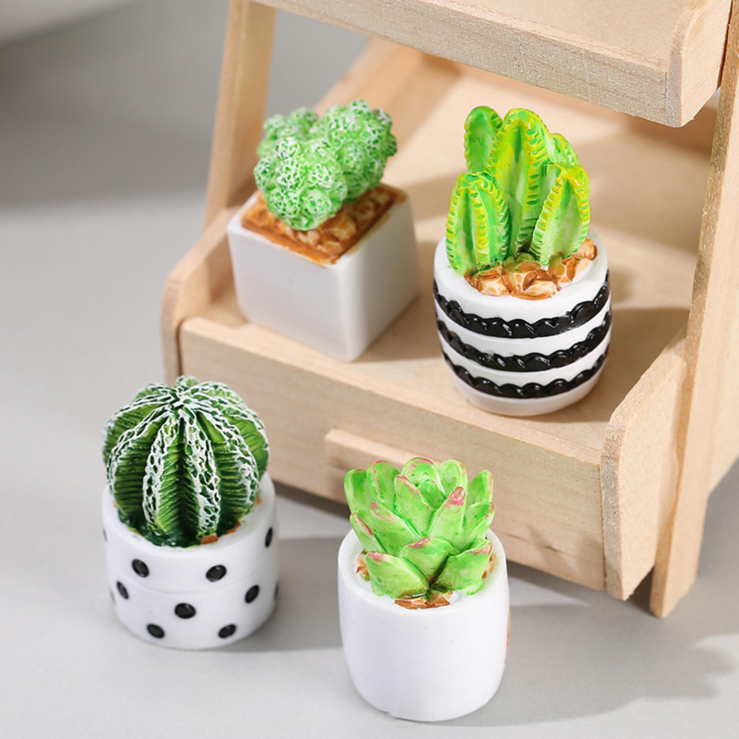 Set di 4 Piante Succulente di  - Echeveria Succulent recensione e prezzo